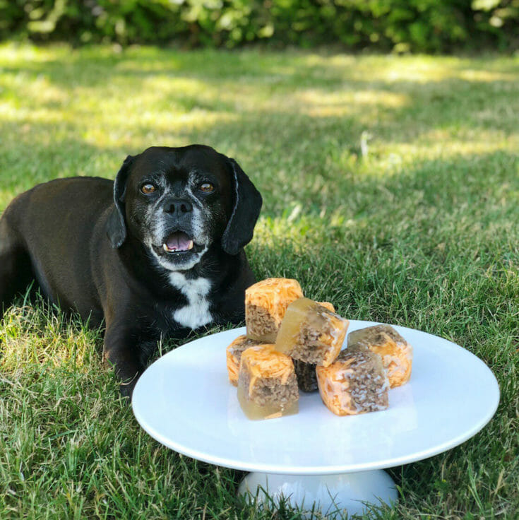 black and white puggle dog with a plate of frozen cheeseburger dog treats