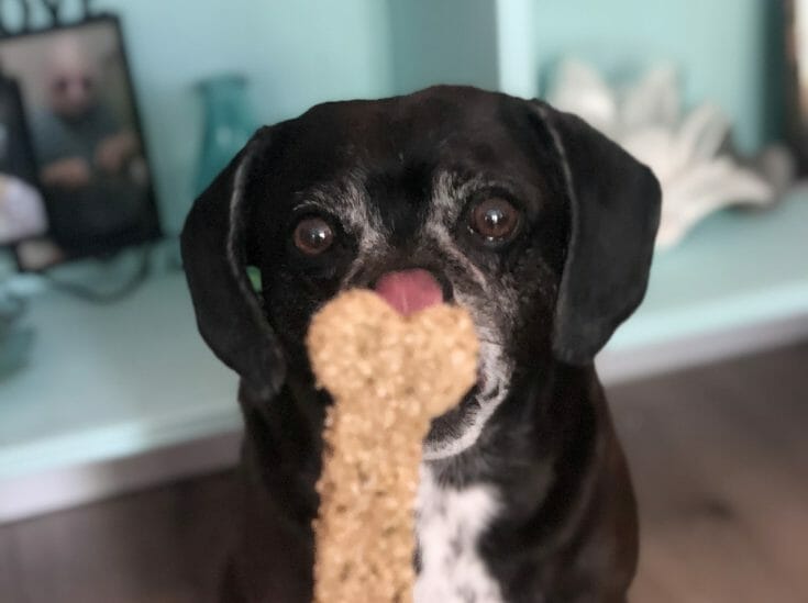 a black puggle stares intently at a bone shaped baked dog treat