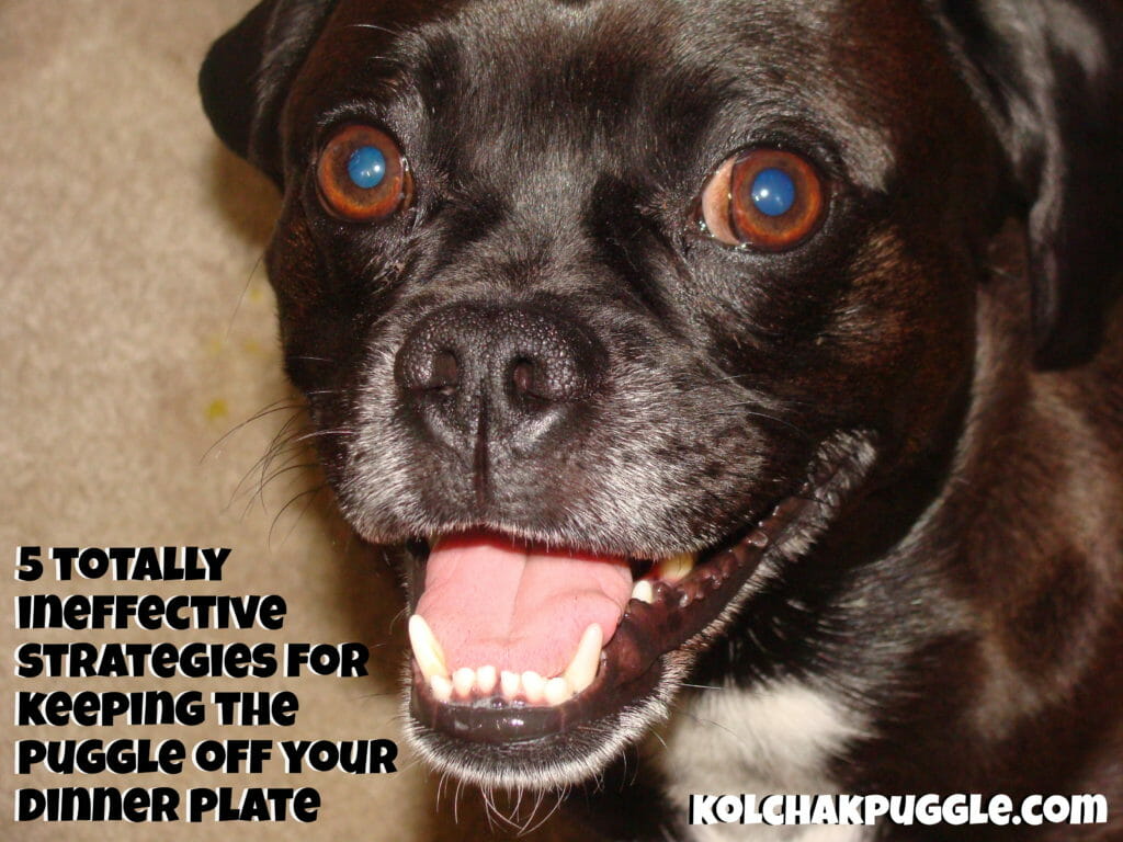 5 Totally Ineffective Strategies for Keeping a Puggle Off Your Dinner Plate