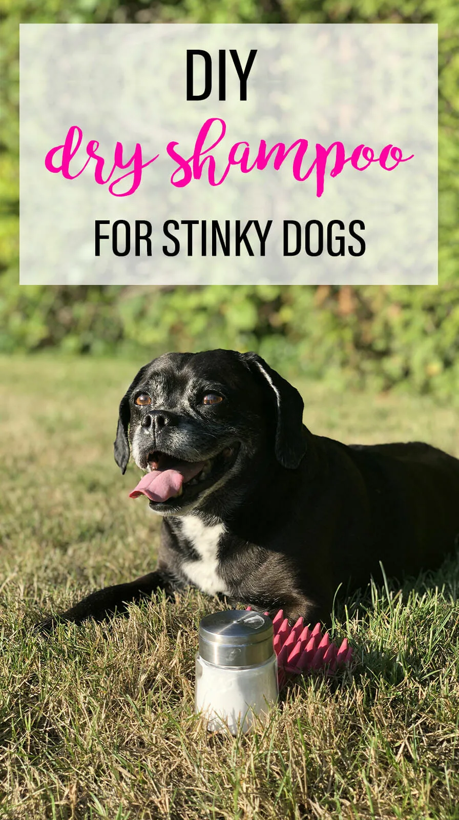 A black puggle with a shaker of DIY Dry Dog shampoo and a rubber grooming brush. Text says: DIY Dry Shampoo for Stinky Dogs