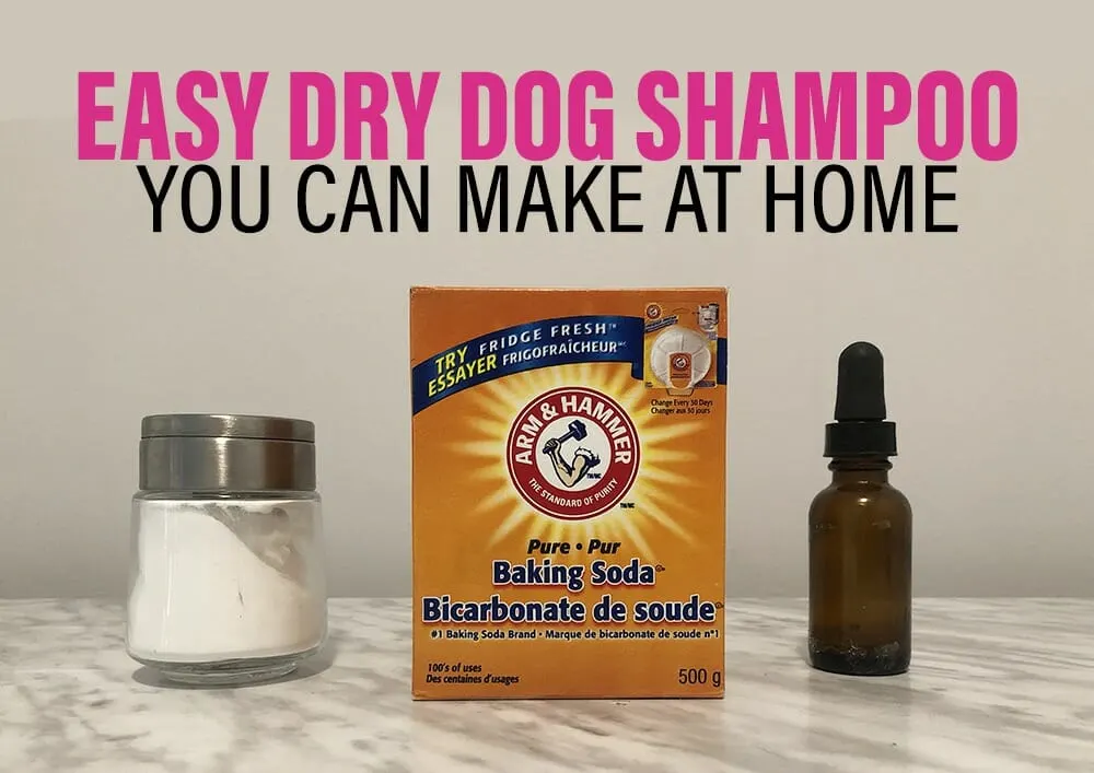 Algebraisk cirkulation Anonym Got A Stinky Dog? This DIY Dry Dog Shampoo Can Help - Kol's Notes