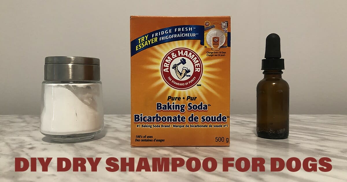This DIY Dry Dog Shampoo Can Help