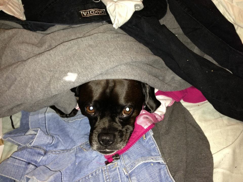 Doing Laundry the Dog Friendly Way