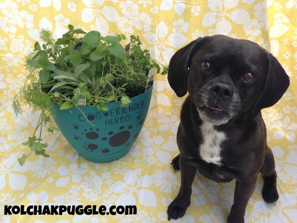 DIY Dog Friendly Herb Garden