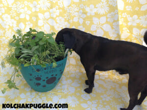 Sometimes I help myself to a mouthful of parsley. It's like grass - only tastier!