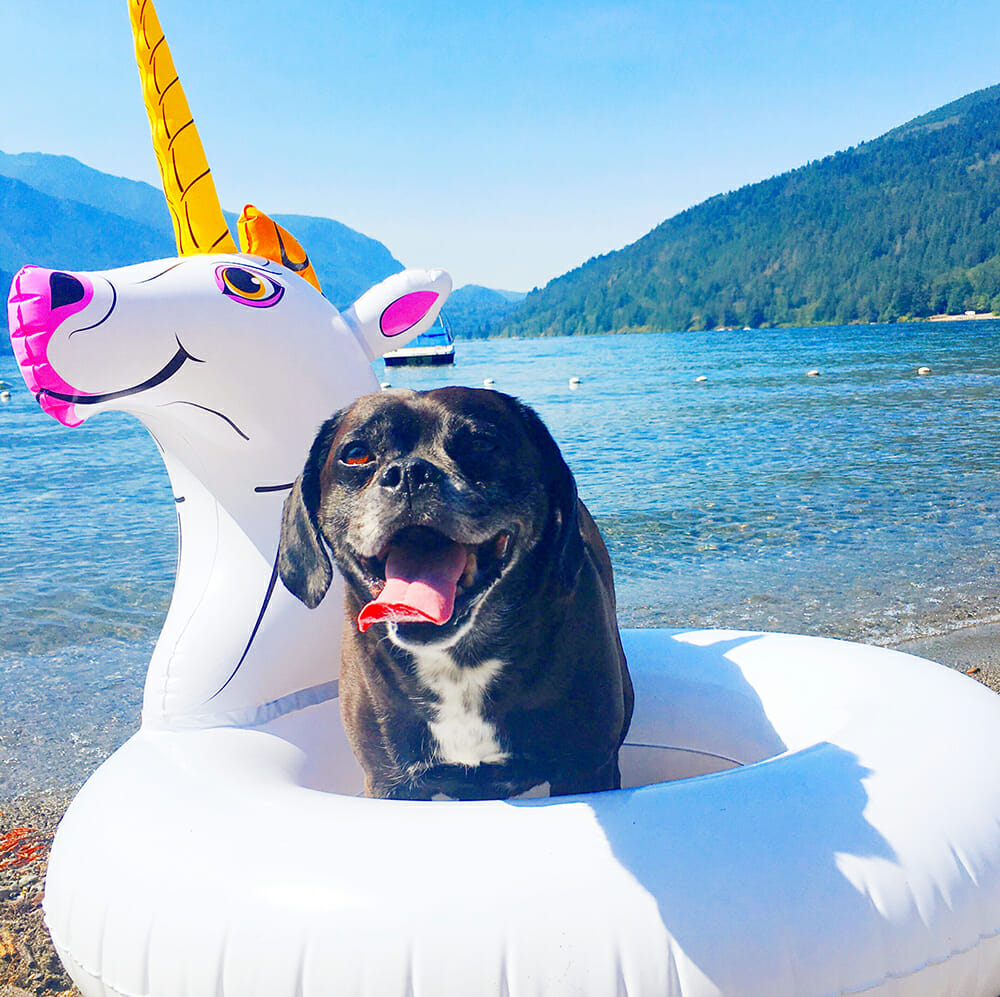 black puggle dog sitting in a unicorn pool float on a beach in the mountains on a hot day