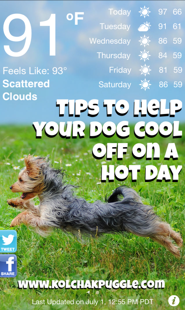 3 Ways to Help Your Dog Cool Off A Hot Day