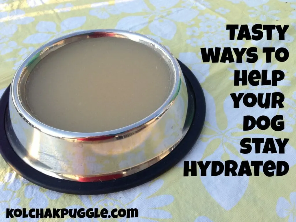 tasty ways to help your dog stay hydrated