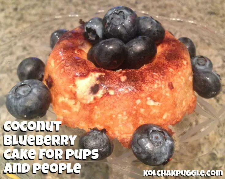 Grain-Free, Gluten-Free Coconut Blueberry Cake Dog Treats