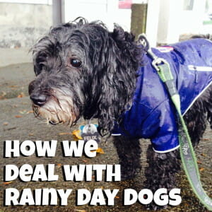 how to deal with walking dogs on rainy days