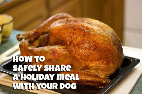 Tasty Tuesday: How to Share a Holiday Meal With Your Dog