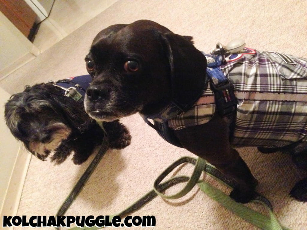 A Duh Moment: Harnesses and Winter Coats