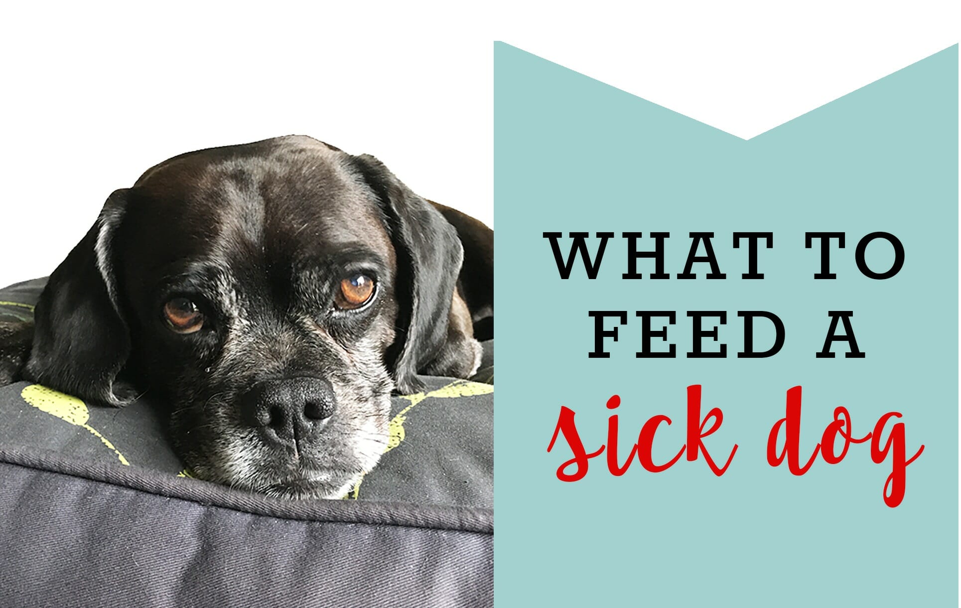 What to Feed a Sick Dog (When Chicken and Rice Isn’t An Option)