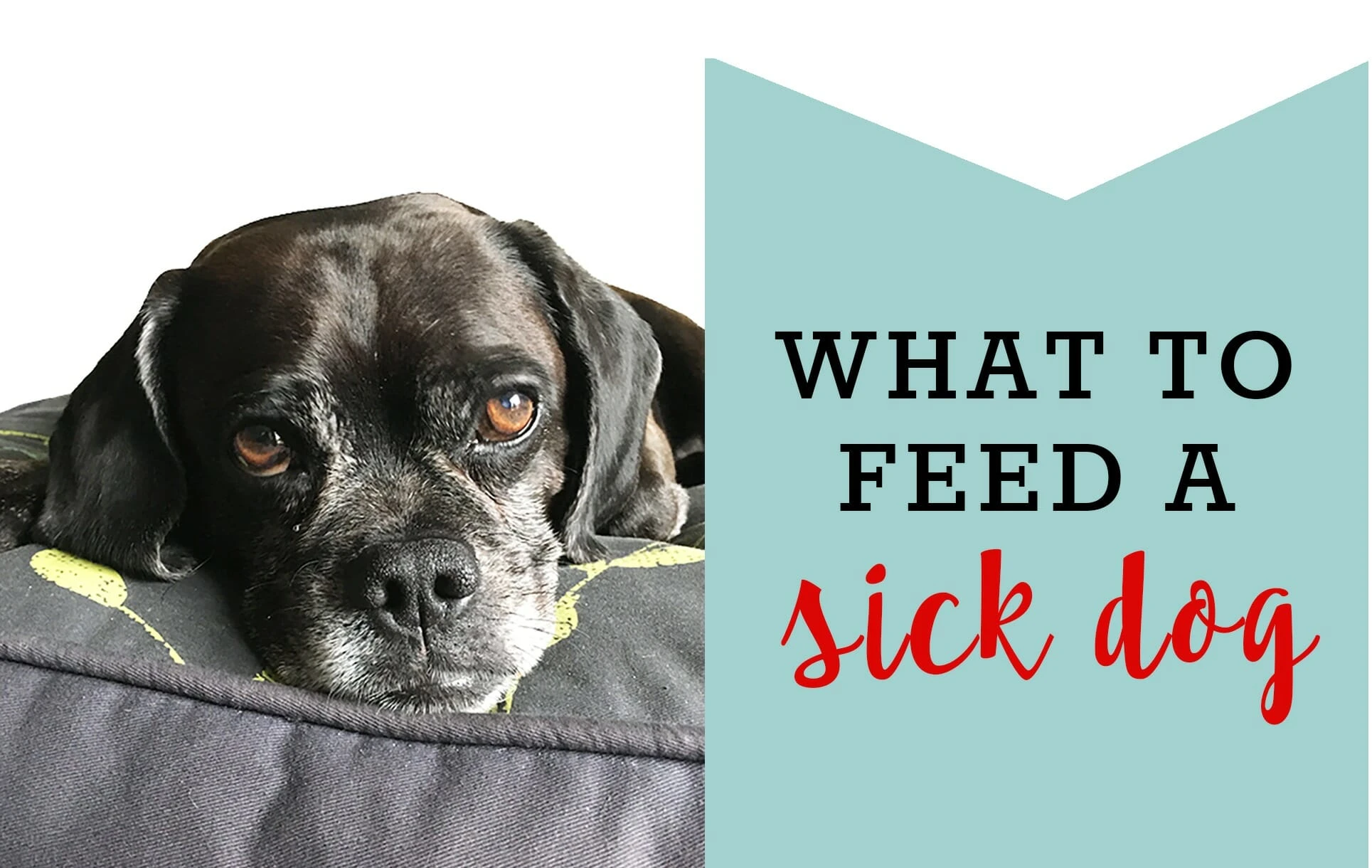 What to Feed a Sick Dog When Chicken and Rice Isn t An Option