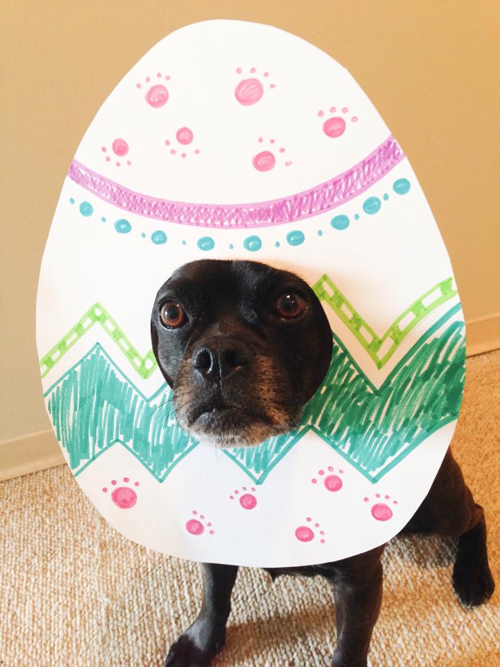 DIY Easter Photo Props For Dogs | Make Your Dog an Egghead