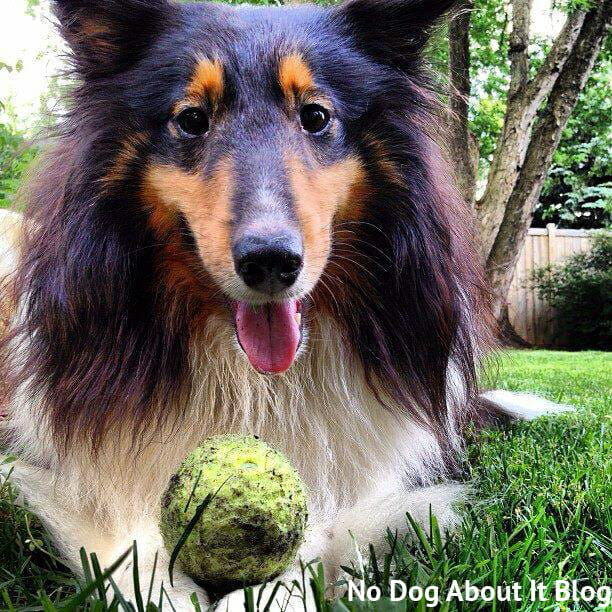 Jasper from No Dog About It loves his ball, but he knows not to be a jerk about it.