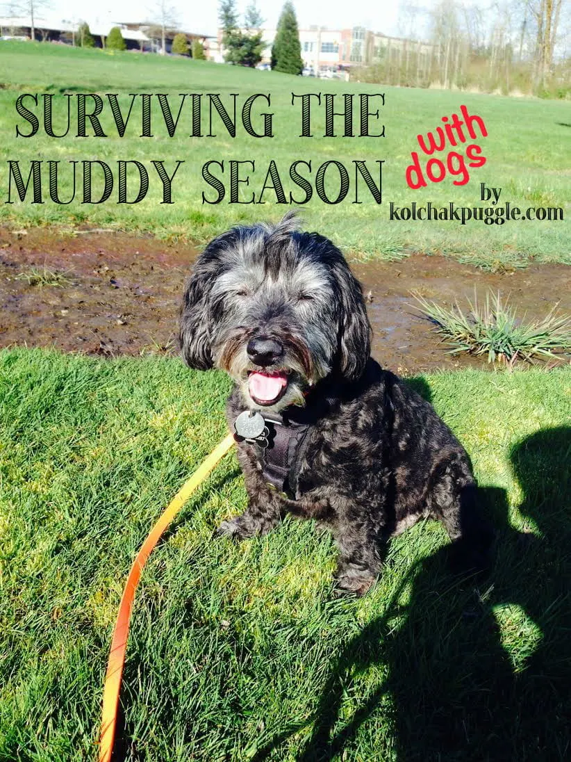 15 Ideas for Surviving the Muddy Season with Dogs the DIY Pet