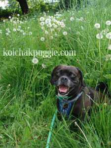 Kolchak always wears his leash in public parks, even when he's posing for a picture.