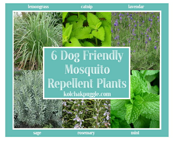 Dog Friendly Decks: Natural, Dog Safe Mosquito Control