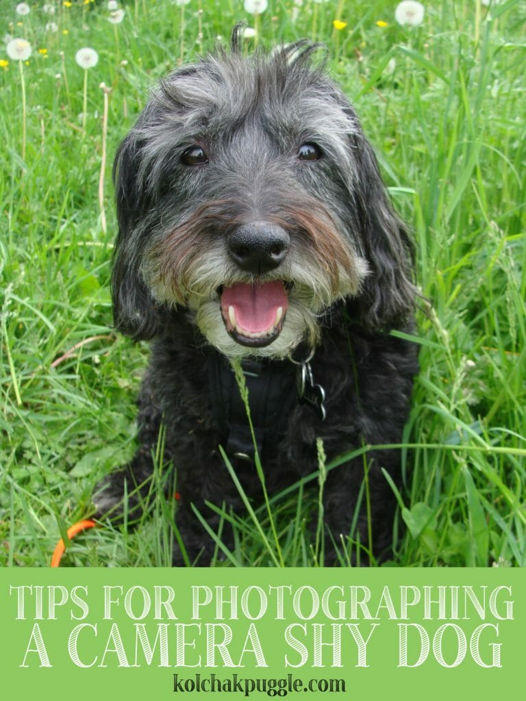 Photographing-A-Camera-Shy-Dogb