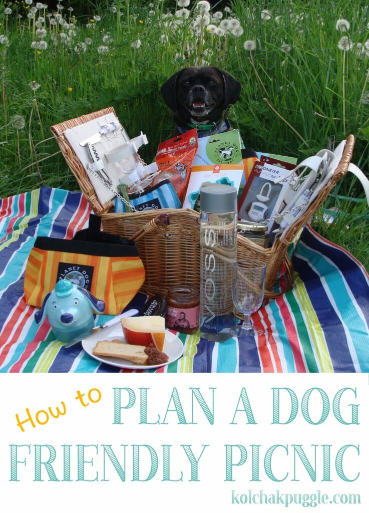 How to Plan a Dog Friendly Picnic