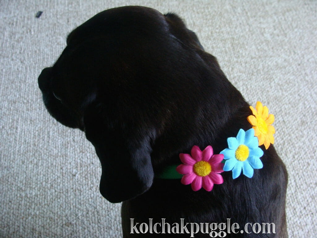 DIY-Dog-Collar-Decorations-B