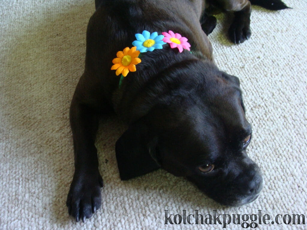 Ridiculously Easy DIY Dog Collar Accessories - Kol's Notes