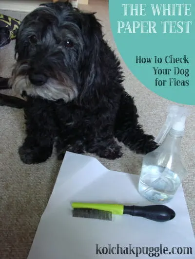 check-your-dog-for-fleas