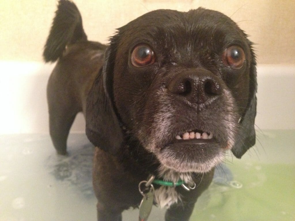 Diy dog discount shedding brush