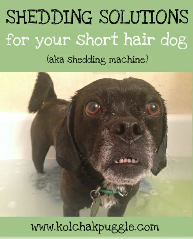 shddig solutions for short hair dogs