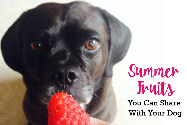 Summer Fruits You Can Share With Your Dog