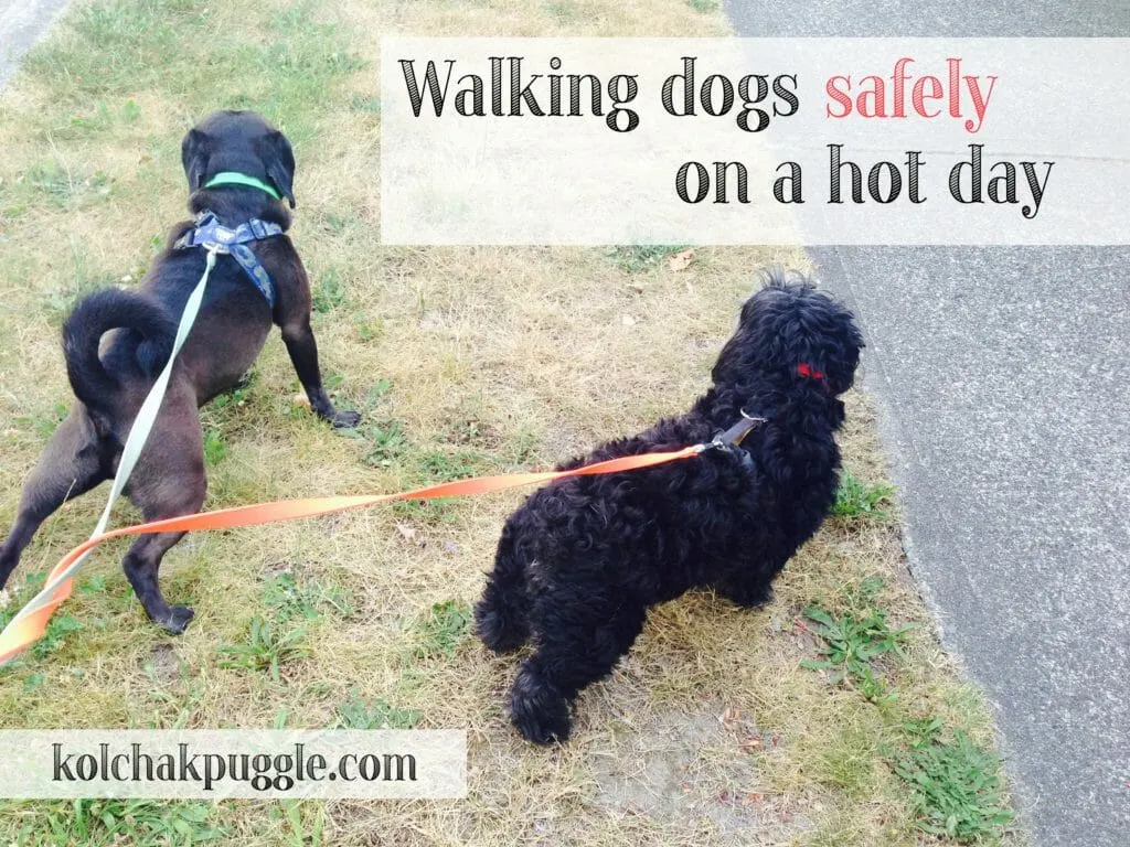 walking dogs on a hot day