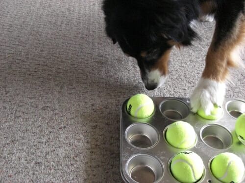 DIY Treat Toys to Keep Your Dog Busy