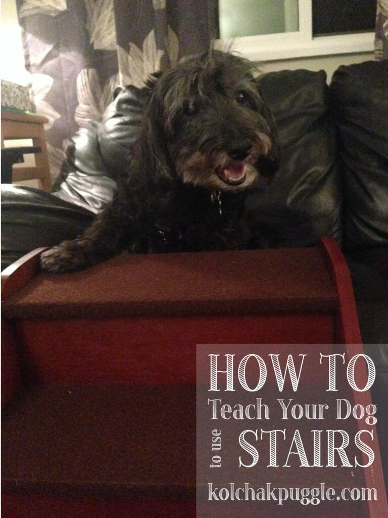 How to Teach Your Dog to Use Pet Stairs - Kol's Notes