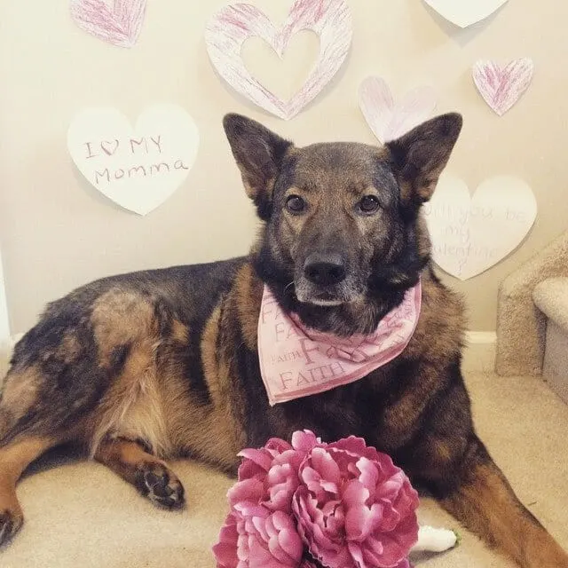 Cheap and easy Valentine's Day Dog Photos