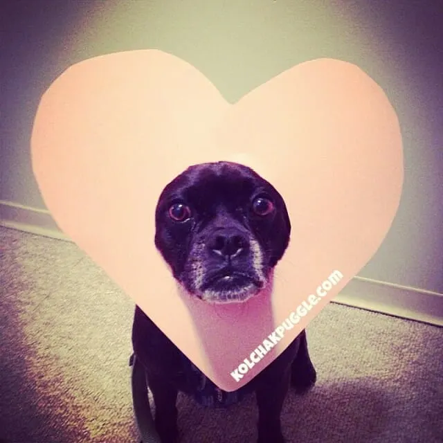 Cheap and easy Valentine's Day Dog Photos