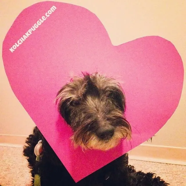 Cheap and easy Valentine's Day Dog Photos