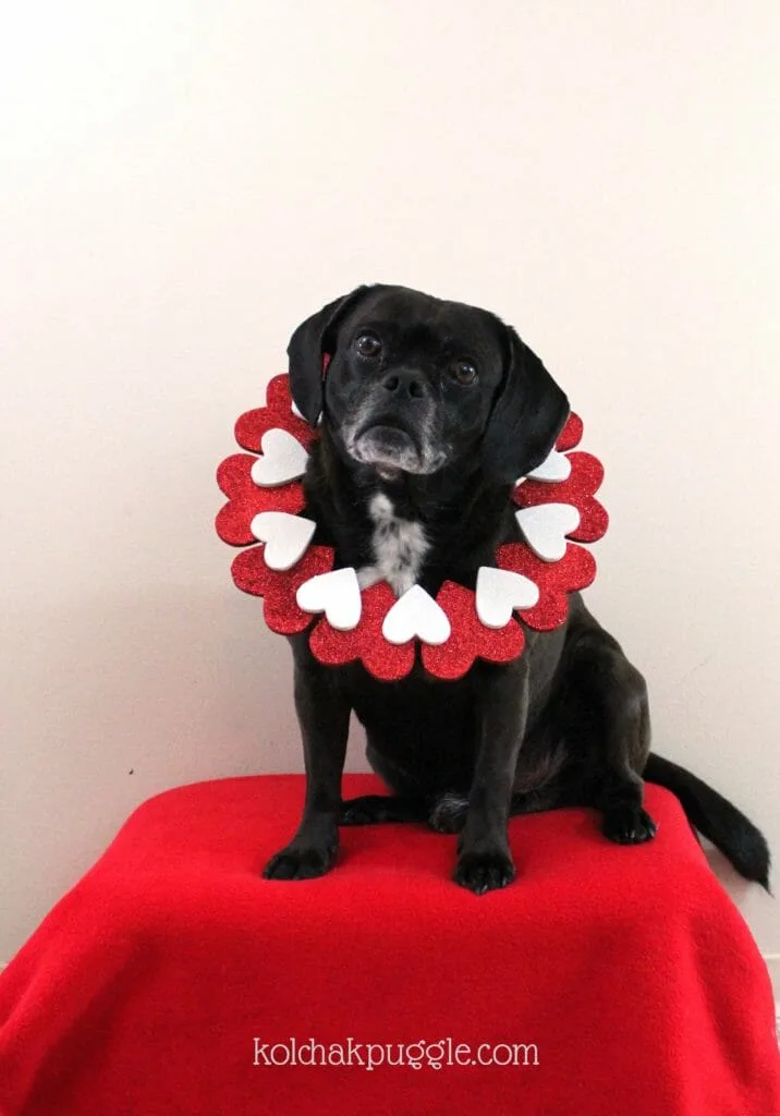 Cheap and easy Valentine's Day Dog Photos