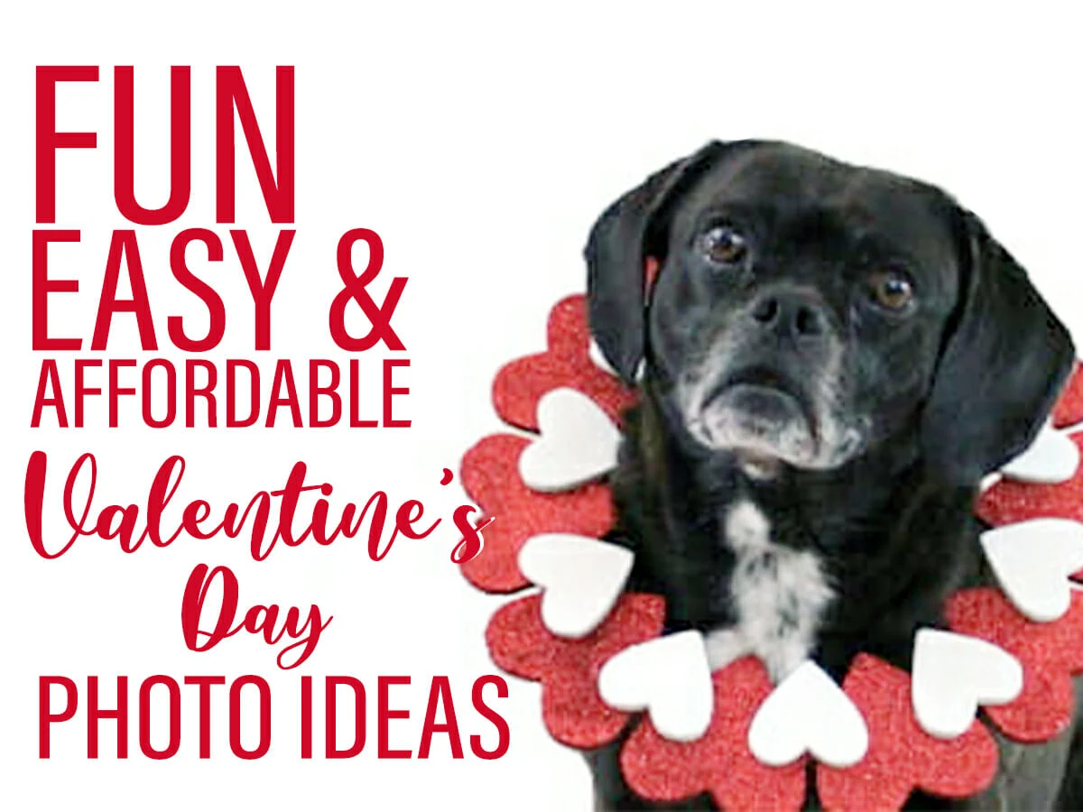 black puggle sitting on a box with a heart shaped wreath around his neck posed for a Valentine's Day card