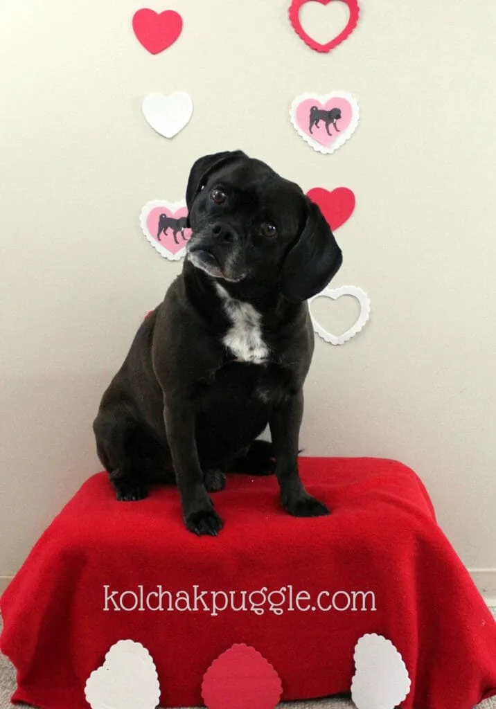 Cheap and easy Valentine's Day Dog Photos