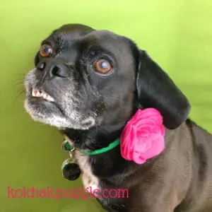 24 Fabric Flowers To Brighten Up Your Dog S Collar Kol Notes