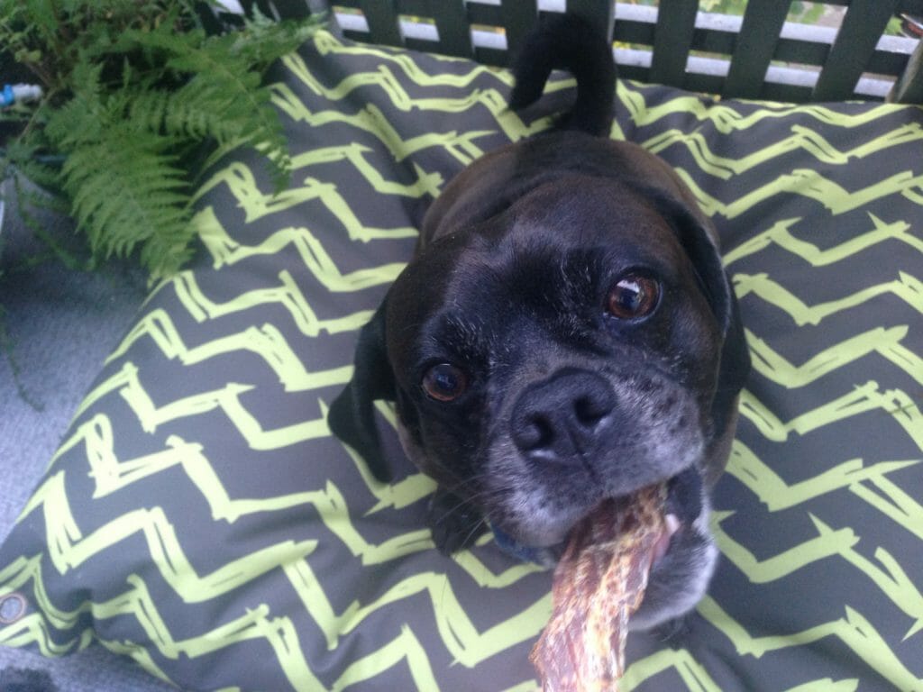 a black puggle eagerly grabs at a DIY dehydrated fish chew