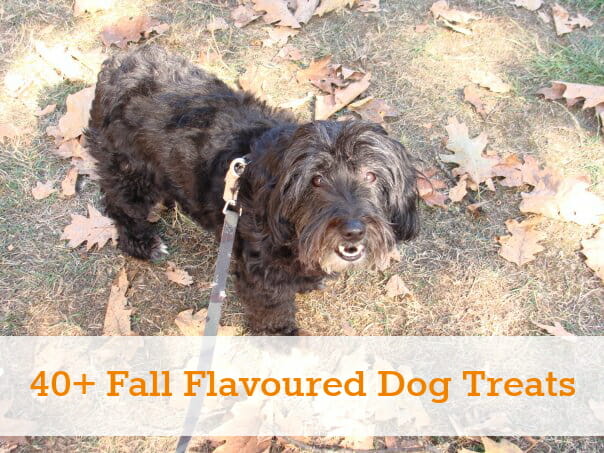 40+ Fall Flavoured Treats for Dogs