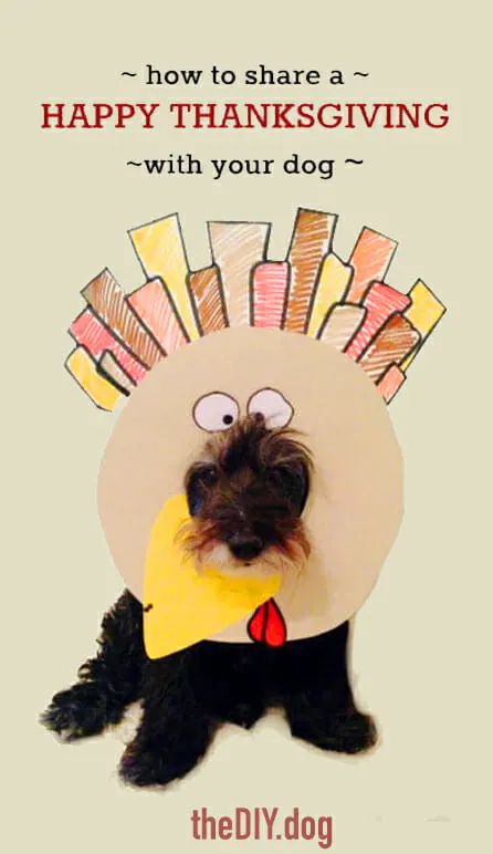 fluffy black poodle mix dog is celebrating thanksgiving with a turkey cardboard cut out on his face