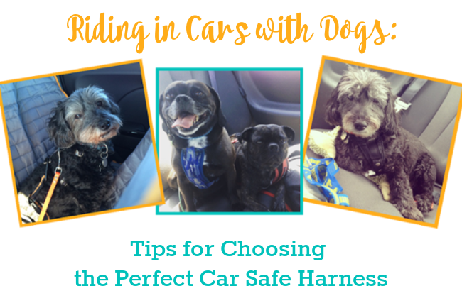 Riding in Cars With Dogs: Choosing the Best Canine Seatbelt