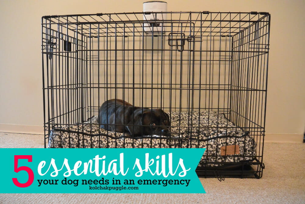In an Emergency, Would Your Pet Know These 5 Important Things?