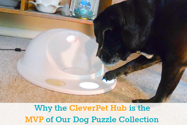Why the CleverPet Hub is the MVP of our Dog Puzzle Collection