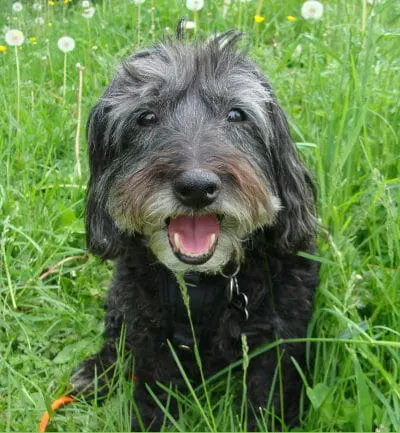 Fluffy dog smiling happily in a field of dandelion seeds