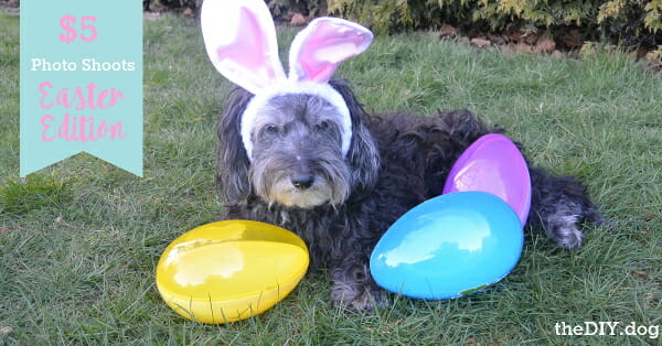 DIY dog photo shoot ideas: fluffy dog in bunny ears with giant plastic Easter eggs