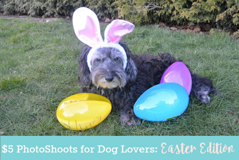 $5 Photoshoot for Dog Lovers: Easter Edition